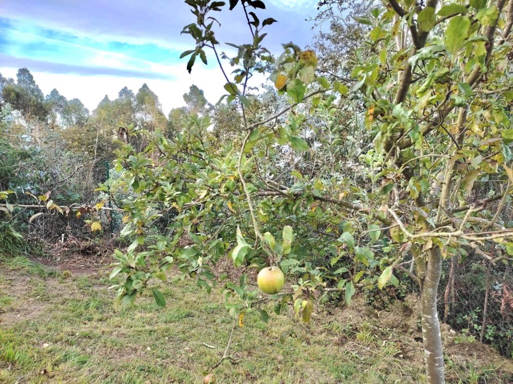 arboles frutales 